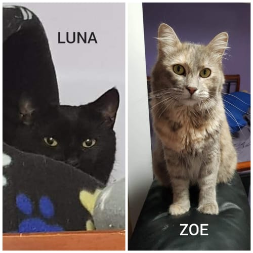 Luna & Zoe