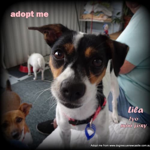 Lila 🐾 1.5yo mini foxy (On Trial 4/3/19)