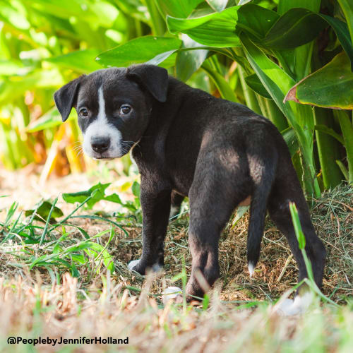 Angel ~ Border Collie X Staffy (on trial 9/3/19)
