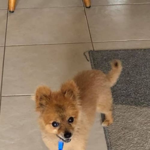 Teddy