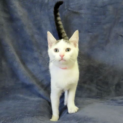 Kitty