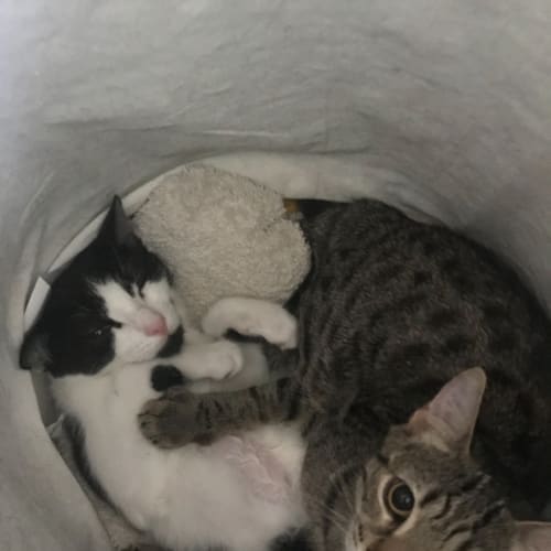 Cleo & Dexter