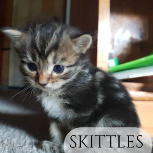Skittle