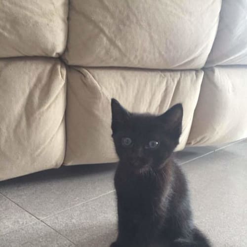 Emmett