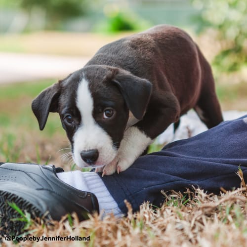 Tinsel ~ Border Collie X Staffy (on trial 9/3/19)