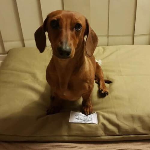 Sierra *Adoption Pending*
