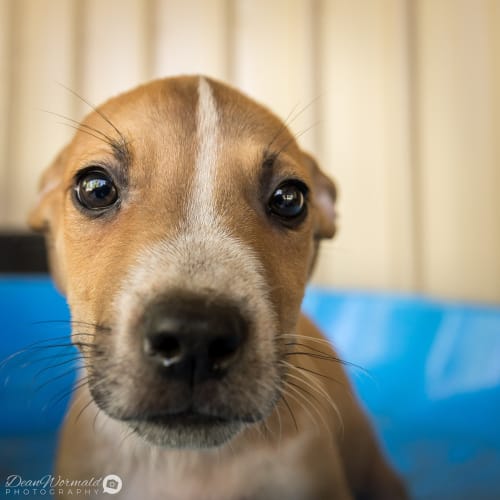 Joey ~ Staffy X Bull Arab (on trial 16/4/19)