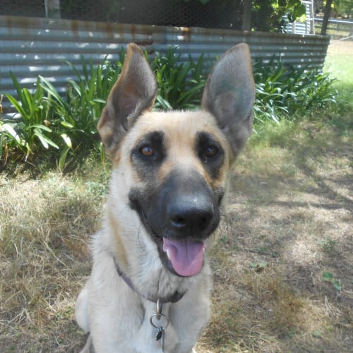 Koda - Meet and Greet organised