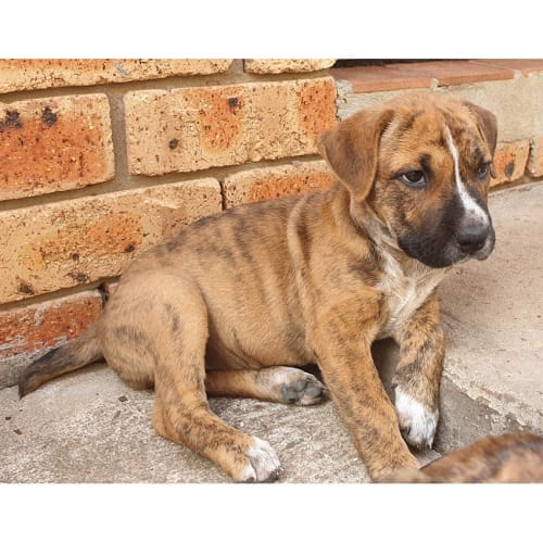 Autumn ~ Cattle x puppy (on trial 25/3/2019)