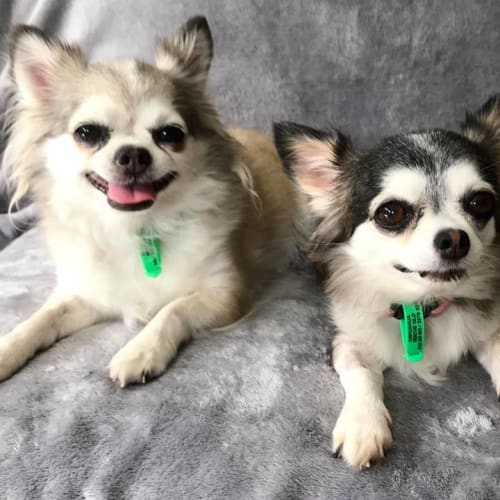 Whiskey and Sasha a bonded pair