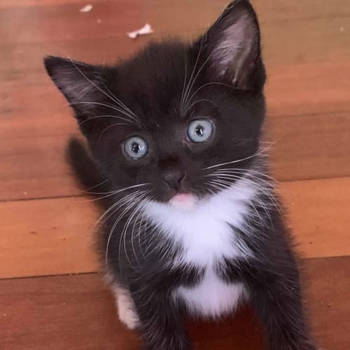 Parsley 