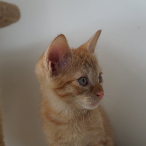 Bobby