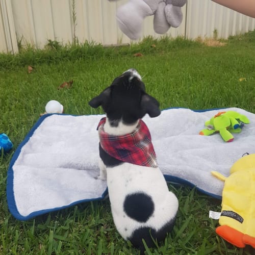 Teto ~ playful Staffy X puppy (on trial 17/3/19)