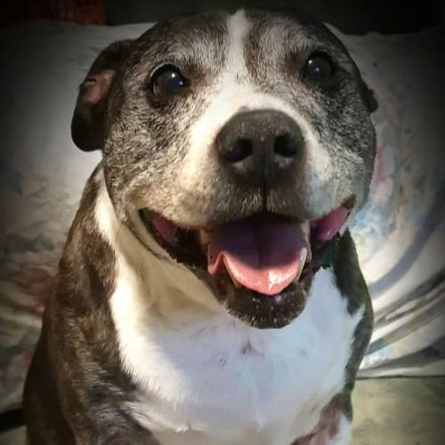 oldies dog rescue north east