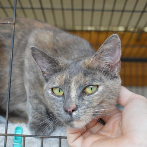 Alexandra the slinky sassy queen cat!