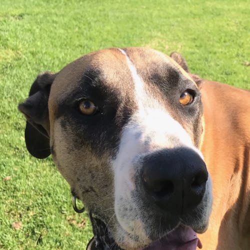 George *On Trial in His New Home*