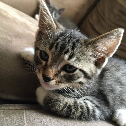 Tobias
