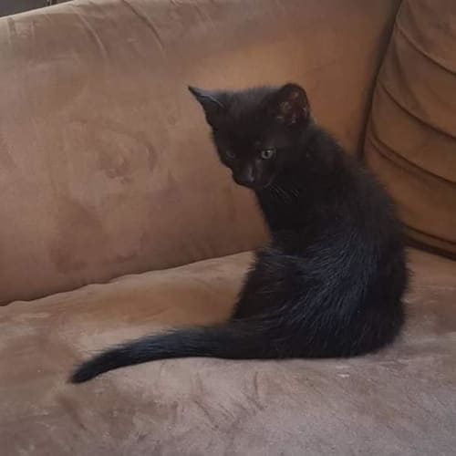 Mateo