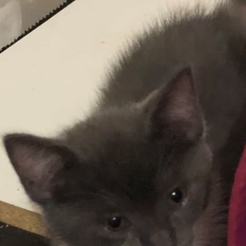 Delta
