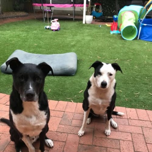 Bonnie & Clyde🐾🐶