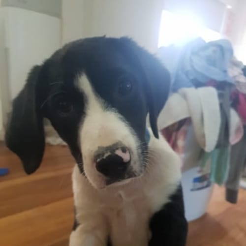 scout