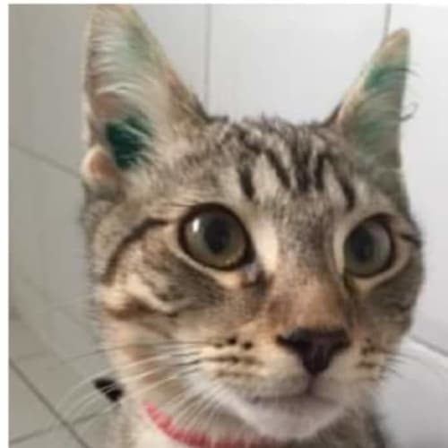 Edgar