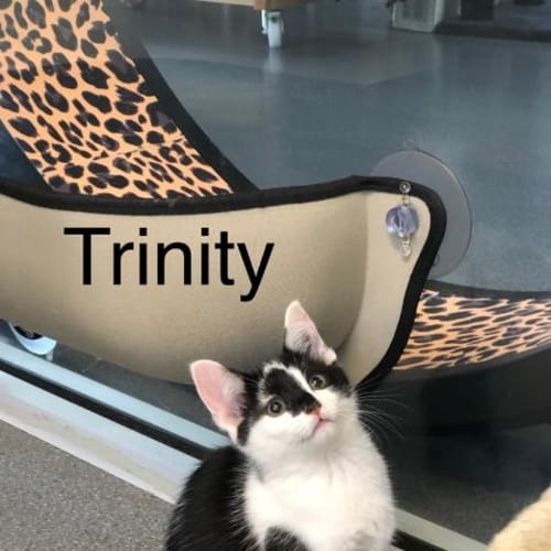 Trinity