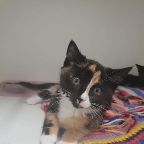 Bella