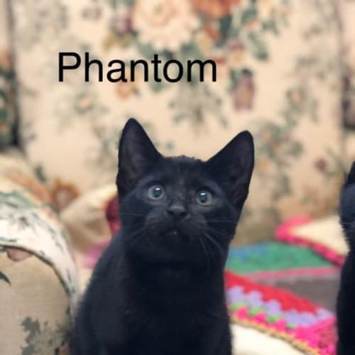 Phantom
