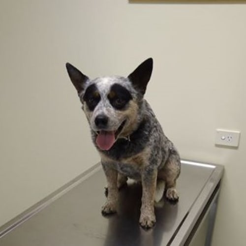 **On Trial** Mulligan