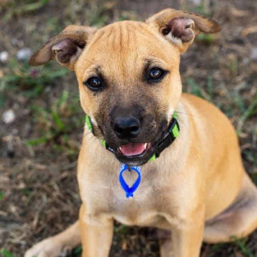 Diesel ~ Kelpie X Staffy (on trial 31/3/19)