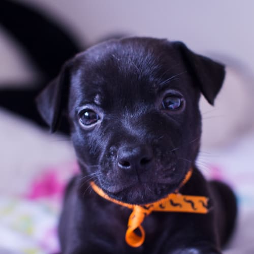 Axel 