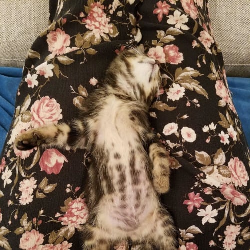 Bob