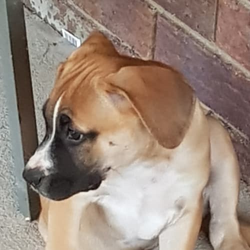 Jemma 