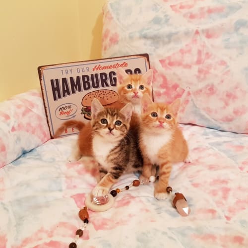 Leo, Toffee & Callie