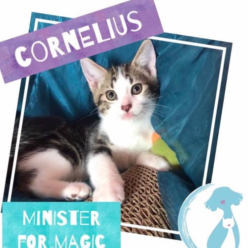 Cornelius 