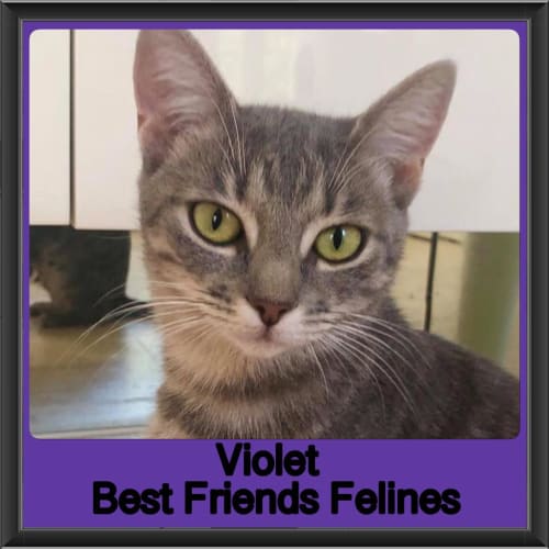 Violet 