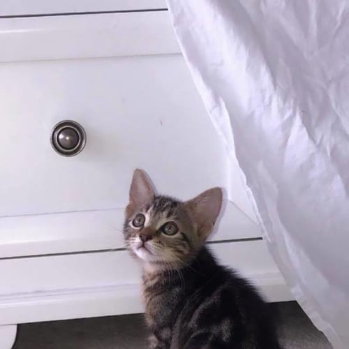 Harper 