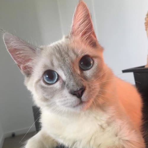 Fiyero 
