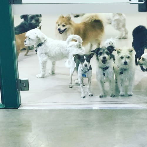Pip 