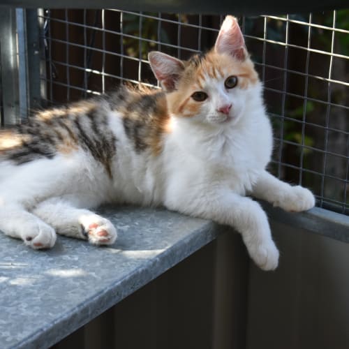 9 Mth Old Cuddlebug Amber