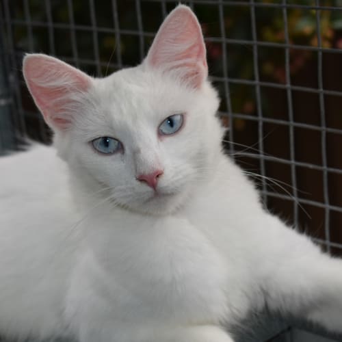 Sapphire a True Gem - Deaf