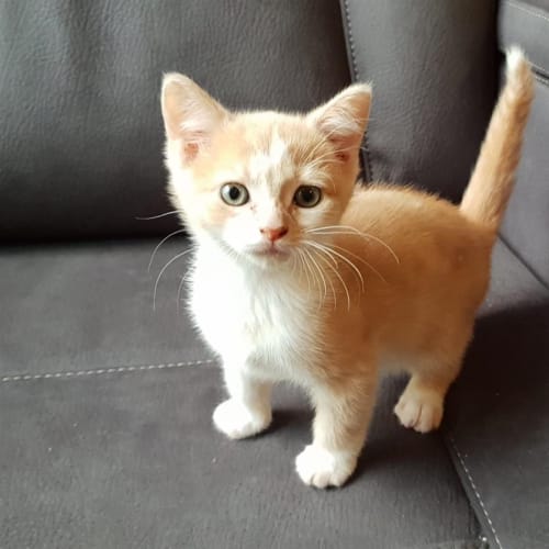 Pippin