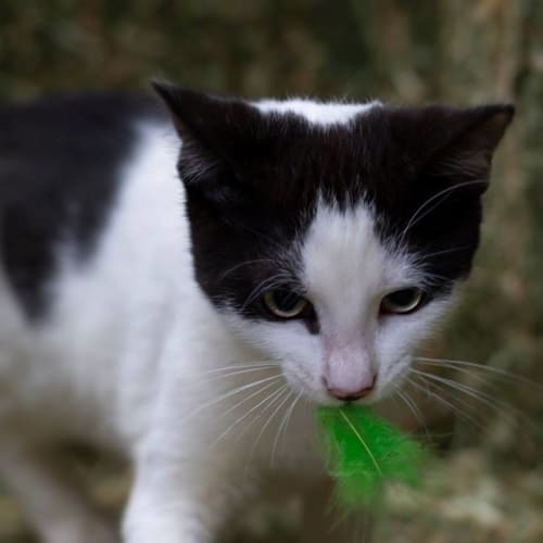 Ralph **2nd Chance Cat Rescue**