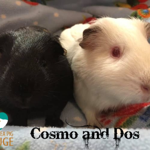 Cosmo and Dos
