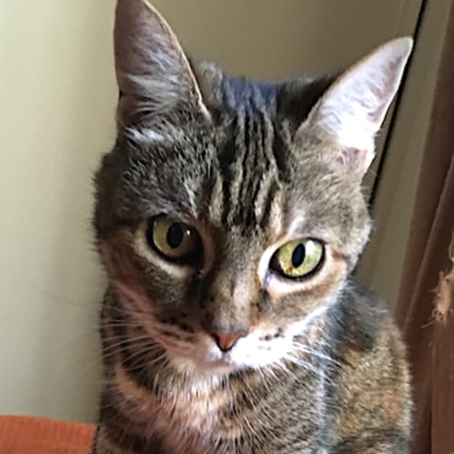 Pretty Kitty