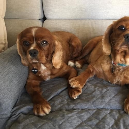 Piper and Indi 