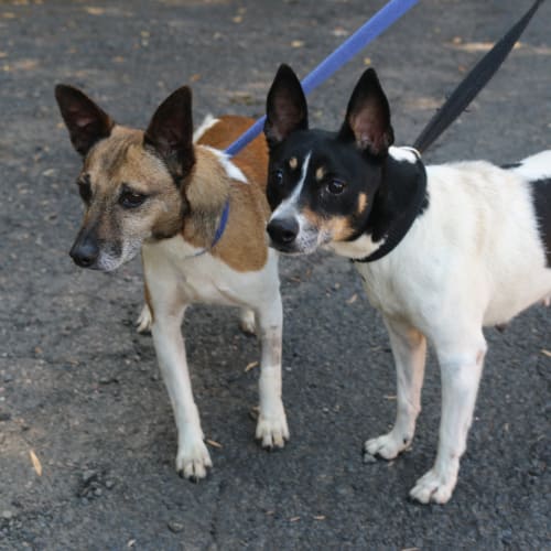 Prince and Missy