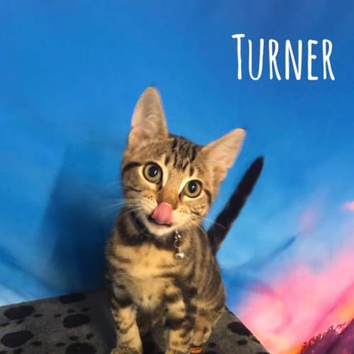 Turner