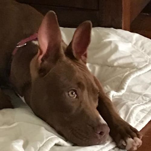 Stella